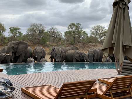 Elephant at Pool